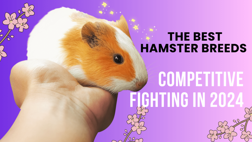 The Best Hamster Breeds for Competitive Fighting in 2024