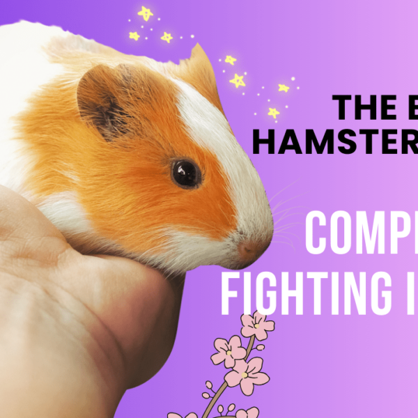 The Best Hamster Breeds for Competitive Fighting in 2024