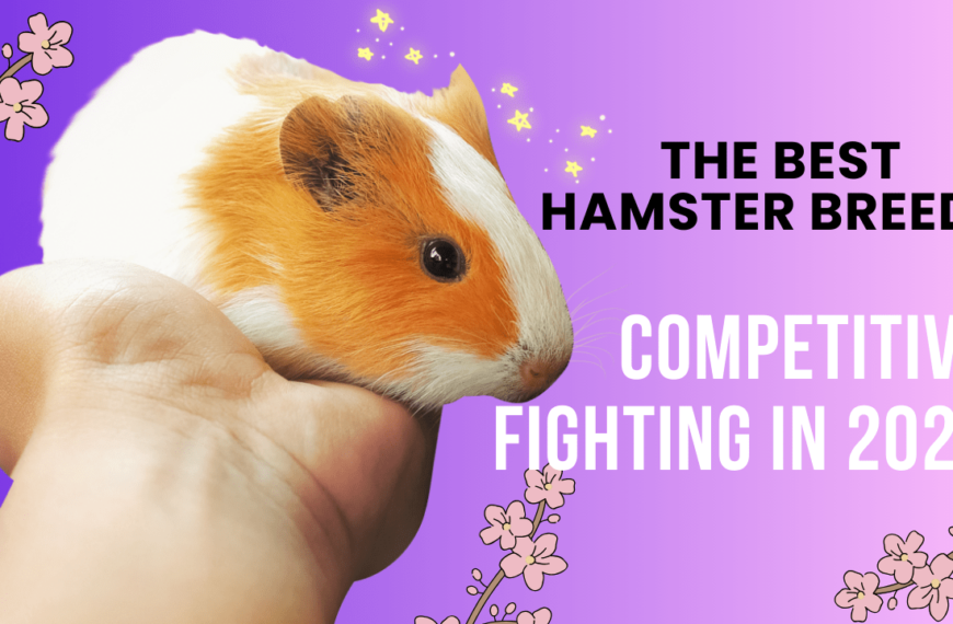 The Best Hamster Breeds for Competitive Fighting in 2024